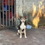 Cao-espera-no-portao-por-dono-que-morreu-atropelad-01003856-0-202507101701-ScaleDownProportional