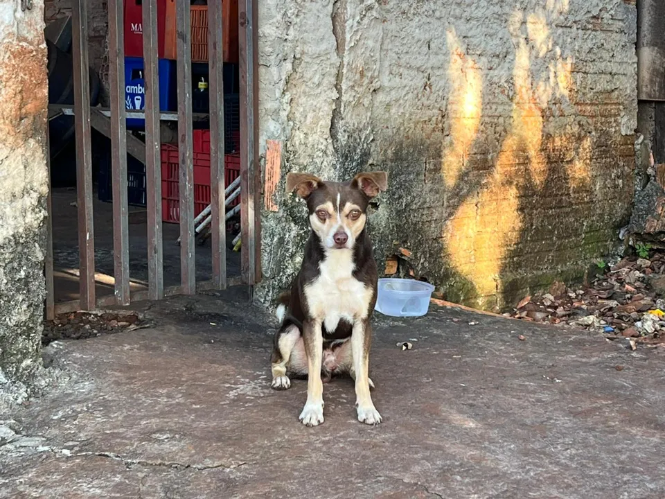 Cao-espera-no-portao-por-dono-que-morreu-atropelad-01003856-0-202507101701-ScaleDownProportional