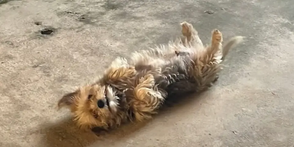 cachorro-raptado-colombo-960×480.jpg (1)