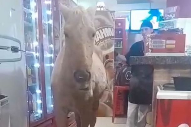cavalo-entra-em-pizzaria-de-colorado-e-rouba-a-cena-6877a07a1d5ce