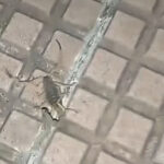 escorpiao-no-terminal-urbano-de-maringa