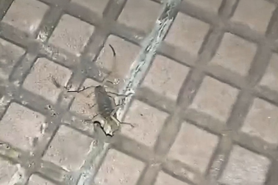 escorpiao-no-terminal-urbano-de-maringa