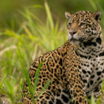 Beautiful and endangered american jaguar in the nature habitat.