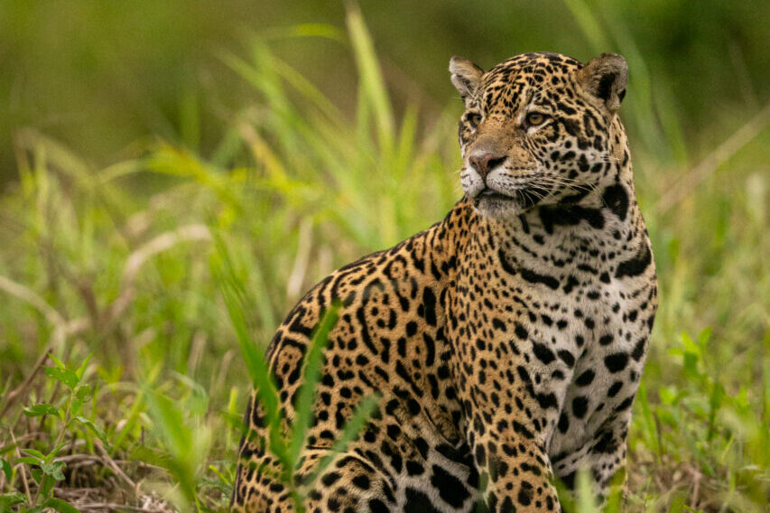 Beautiful and endangered american jaguar in the nature habitat.