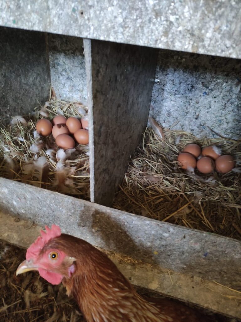 WhatsApp Image 2025-08-05 at 10.19.24