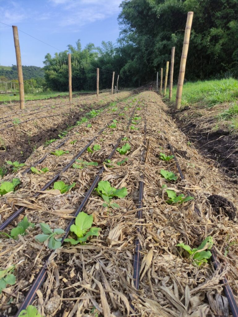 WhatsApp Image 2025-08-05 at 11.07.19