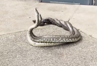 Captura de tela 2025-09-18 083911