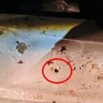 WhatsApp Image 2025-09-22 at 11.30.00