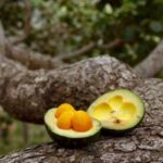 frutos-do-cerrado-conheca-e-saiba-um-pouco-sobre-os-frutos-do-cerrado-600×400