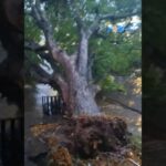 WhatsApp Image 2025-10-13 at 09.12.23