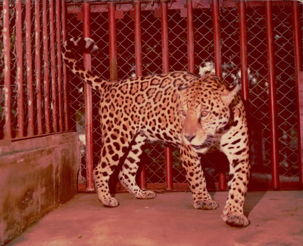 6ec8fc5c5a8a8623334990e6ca4f1e21-scaled