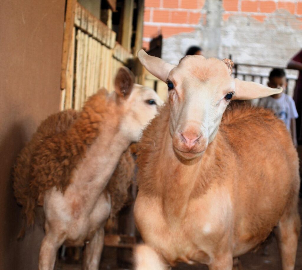 WhatsApp Image 2025-12-04 at 18.14.41