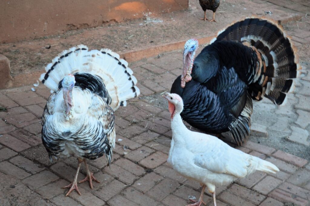 WhatsApp Image 2025-12-04 at 18.14.43 (1)